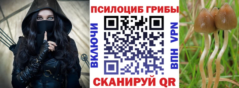 Псилоцибиновые грибы Psilocybe  Чехов 